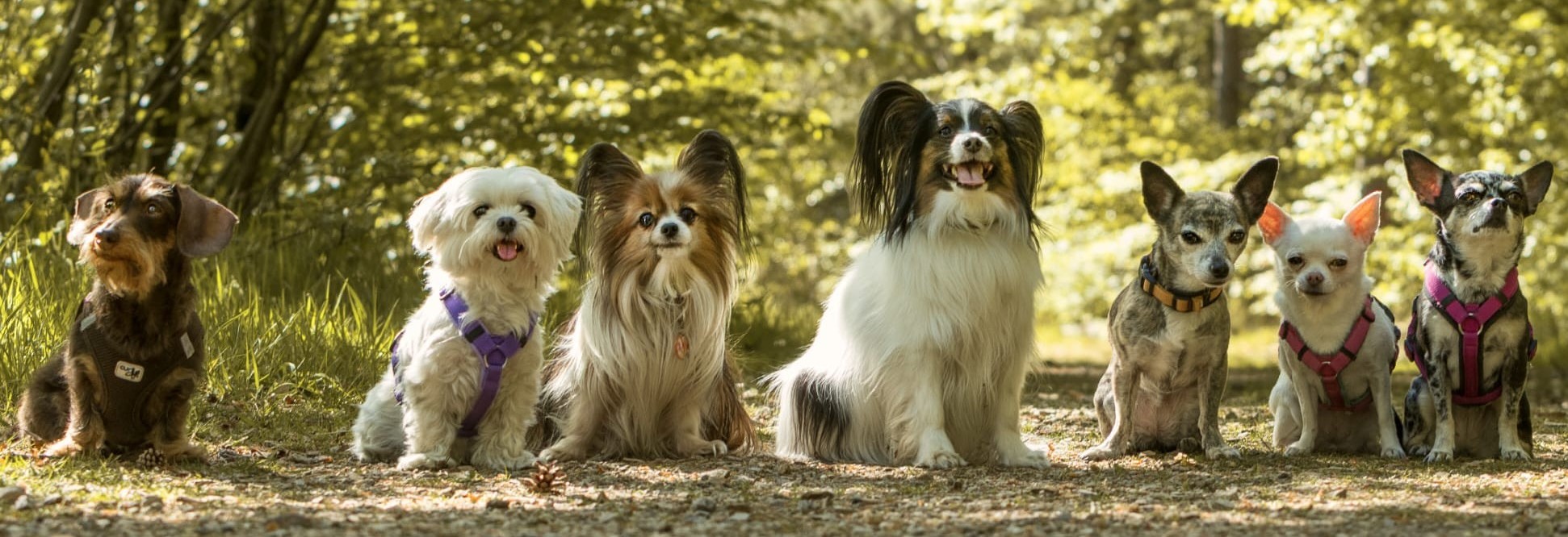 Hundegruppe im Training